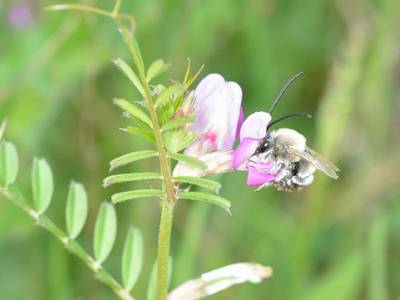 Eucera nigrescens [Famille : Apidae]