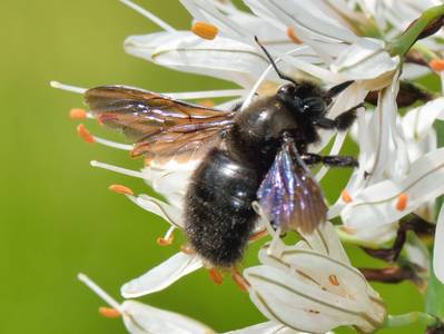 Xylocopa violacea [Famille : Apidae]