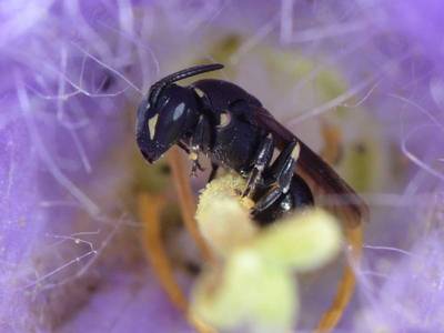 Hylaeus pectoralis [Famille : Apidae]