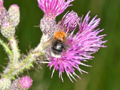 Bombus (Pyrobombus) hypnorum [Famille : Apidae]