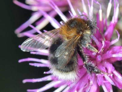 Bombus (Pyrobombus) hypnorum [Famille : Apidae]