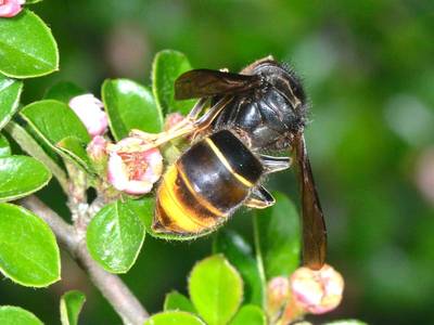 Vespa velutina [Famille : Vespidae]