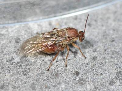 Andricus kollari [Famille : Cynipidae]