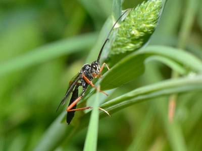 Buathra laborator [Famille : Ichneumonidae]