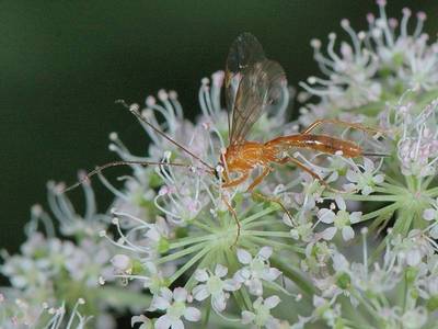 Netelia sp [Famille : Ichneumonidae]