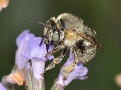 Anthophora quadrimaculata [Famille : Apidae]