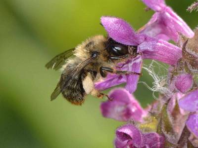 Anthophora furcata [Famille : Apidae]