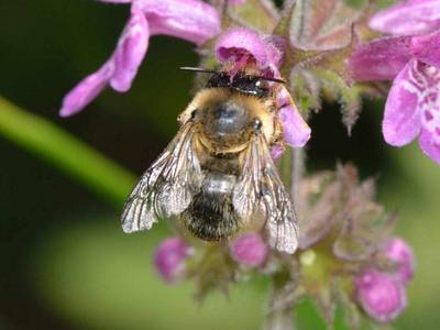 Anthophora furcata [Famille : Apidae]