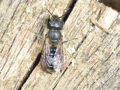 Osmia caerulescens [Famille : Apidae]