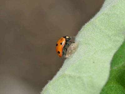 Dinocampus coccinellae [Famille : Braconidae]