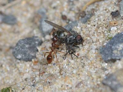 Myrmica rubra [Famille : Formicidae]