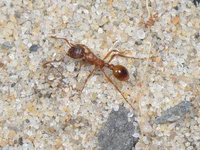 Myrmica rubra [Famille : Formicidae]