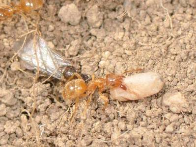 Lasius (Cautolasius) flavus [Famille : Formicidae]