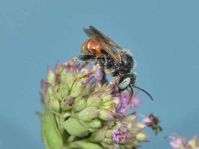 Epeoloides coecutiens [Famille : Apidae]