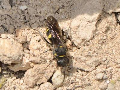 Nysson trimaculatus [Famille : Crabronidae]