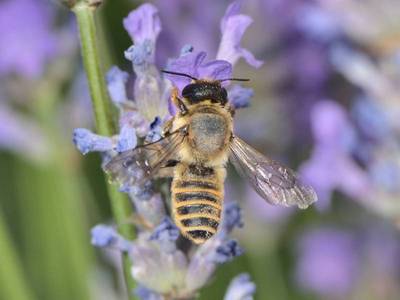 Megachile ericetorum [Famille : Apidae]