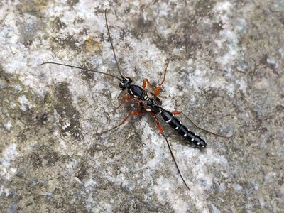 Rhyssa persuasoria [Famille : Ichneumonidae]
