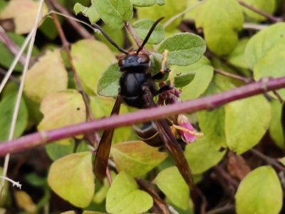 Vespa velutina [Famille : Vespidae]
