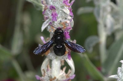 Xylocopa violacea [Famille : Apidae]