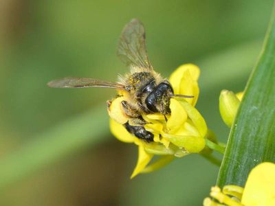 Andrena dorsata [Famille : Apidae]