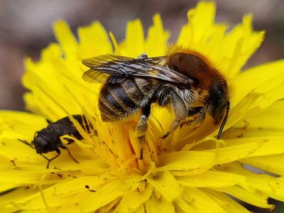 Trachusa byssina [Famille : Apidae]