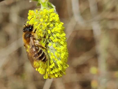 Andrena praecox [Famille : Apidae]