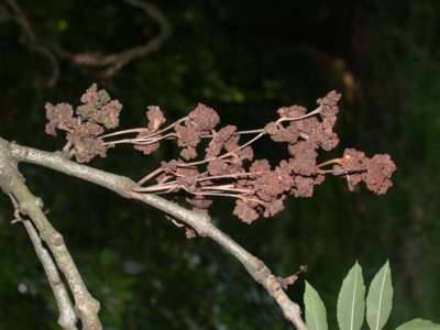 ravageur : Eriophyes fraxinivorus