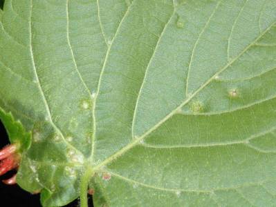 Eriophyes tiliae [Famille : Eriophyidae]