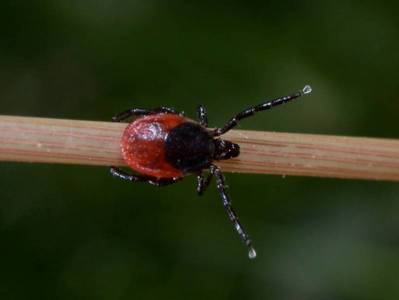  Ixodes ricinus [Famille : Ixodidae]