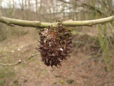 Eriophyes triradiatus [Famille : Eriophyidae]