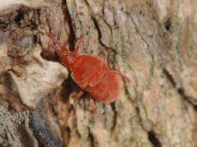 Trombidion [Famille : Trombidiidae]