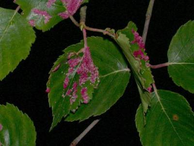 Eriophyes brevitarsus [Famille : Eriophyidae]