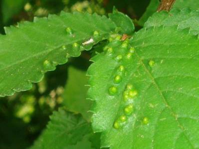 Eriophyes ulmicola [Famille : Eriophyidae]