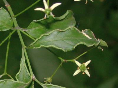 Eriophyes convolvens [Famille : Eriophyidae]