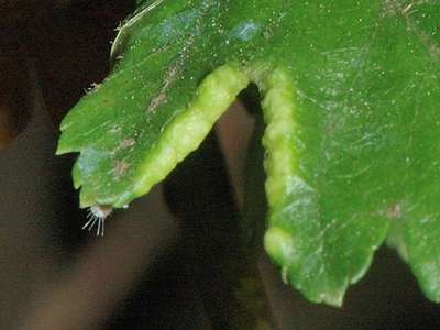 Phyllocoptes goniothorax [Famille : Eriophyidae]