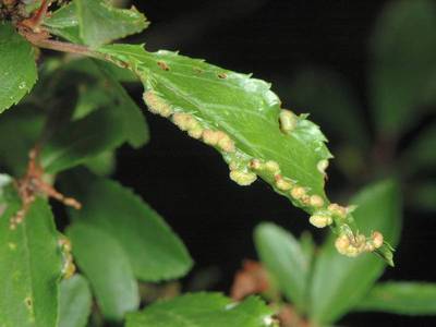 Eriophyes prunispinosae [Famille : Eriophyidae]