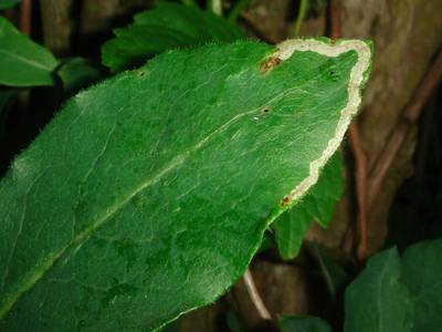 Aulagromyza hendeliana [Famille : Agromyzidae]