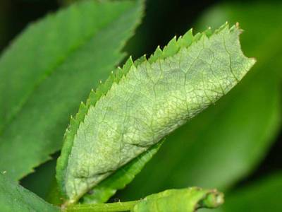 Dasineura rosae [syn : Wachtliella rosarum] [Famille : Cecidomyiidae]