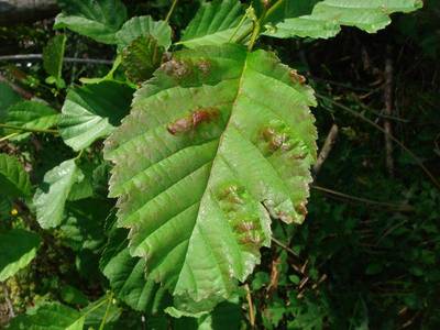 Acalitus brevitarsus [Famille : Eriophyidae]