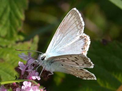 Lysandra coridon [Famille : Lycaenidae]