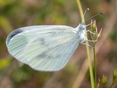 Leptidea sinapis [Famille : Pieridae]