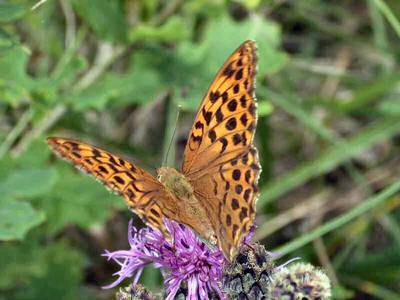 Argynnis paphia [Famille : Nymphalidae]