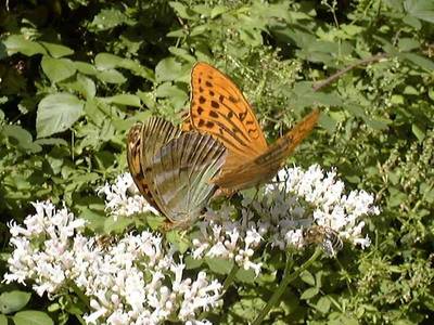 Argynnis paphia [Famille : Nymphalidae]