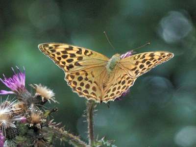 Argynnis paphia [Famille : Nymphalidae]