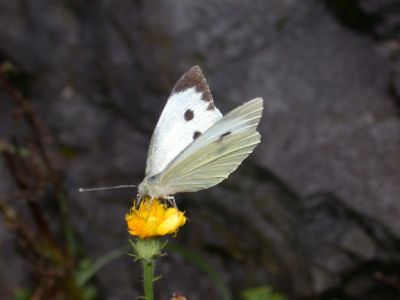 Pieris brassicae [Famille : Pieridae]