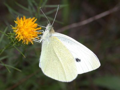 Pieris brassicae [Famille : Pieridae]