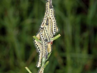 Pieris brassicae [Famille : Pieridae]