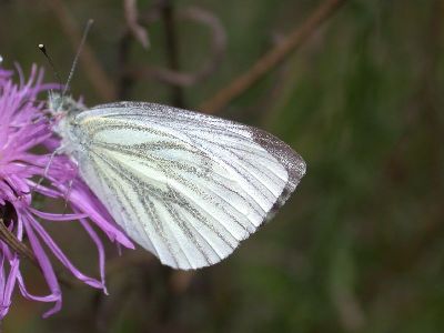 Pieris napi [Famille : Pieridae]