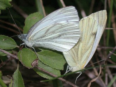 Pieris napi [Famille : Pieridae]