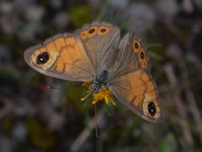 Lasiommata maera [Famille : Nymphalidae]